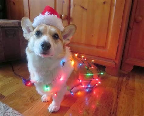 More Corgi Christmas Photos! (Can you handle this much cute?) - The ...