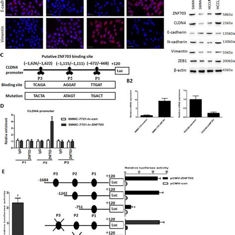 Cldn4 Is Essential For Znf703 Mediated Hcc Invasion And Metastasis A