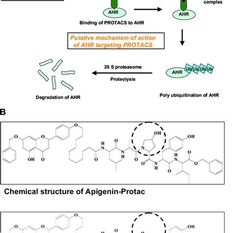 A Schematic Representation Of The Design And Putative Mechanisms Of