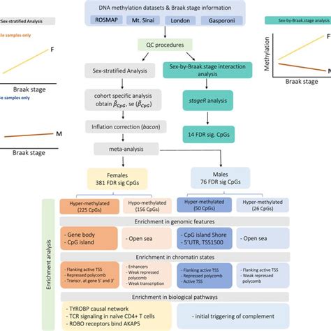 An Overview Of The Sex Stratified Analysis And Sex By Braak Stage Download Scientific Diagram