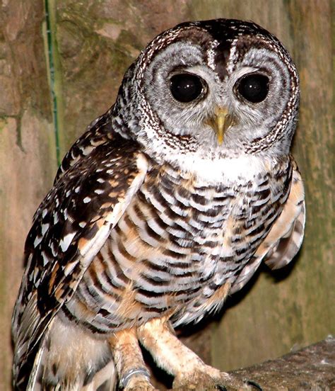 Rufous-Legged Owl - Screech Owl Wildlife Park