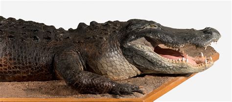 American Alligator Rare Beautiful And Fascinating 100 Years