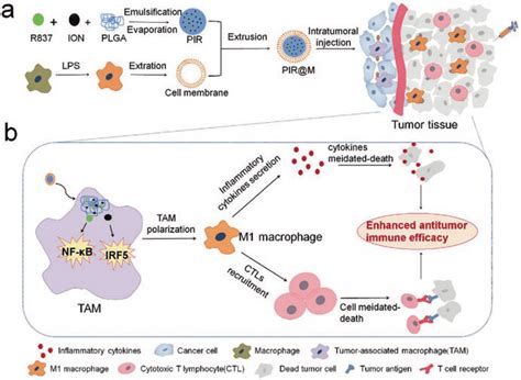 Schematic Illustrations Of Macrophage Cell Membrane Coated Mnp