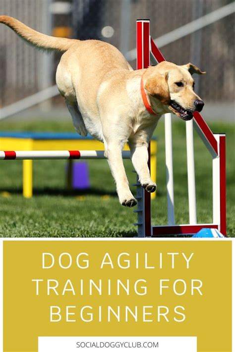 Dog Agility Training: The Best Guide For Beginners | Agility training ...