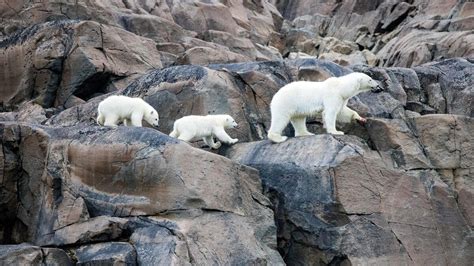 Our Planet Ii Teaser Photos And Premiere Date