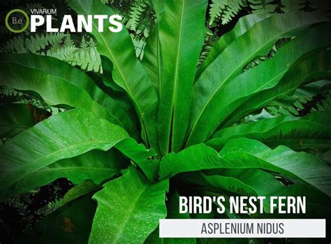 Asplenium Nidus Birds Nest Fern Care Guide Vivarium Plants