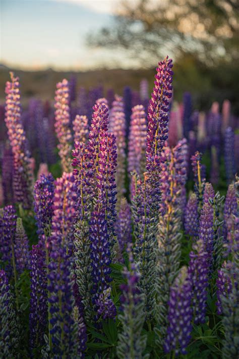 Field Of Purple Lupine Flowers At Sunset Photo Free Spring Image On Unsplash