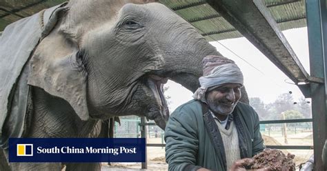 Indian elephant hospital and conservation centre that provides ...