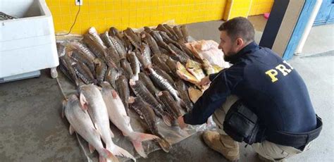 Prf Apreende Mais De Quilos De Pescado Em Mato Grosso S Not Cias