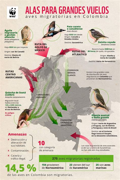 Aves migratorias, alas para grandes vuelos | WWF