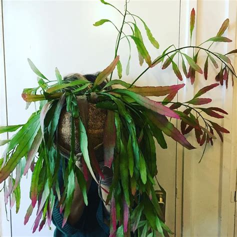 van ccccccccccccccccccc op plants i want | Koraal kleur, Planten ...