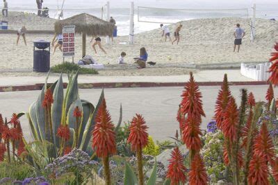 About Aloe Arborescens Torch Aloe Debra Lee Baldwin