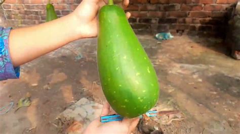 How To Grow Bottle Gourd At Home Youtube