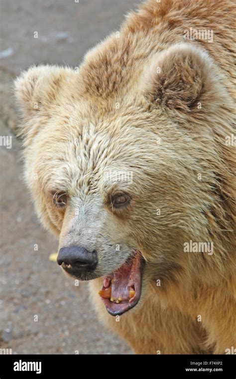 Growling black bear hi-res stock photography and images - Alamy