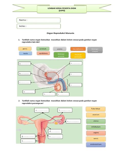 Lkpd Organ Reproduksi Manusia Pdf