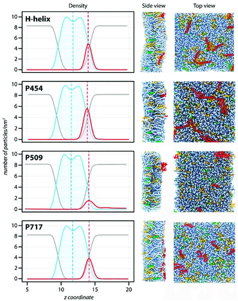 Molecular Dynamics Of Cyaa Derived Peptides In The Presence Of