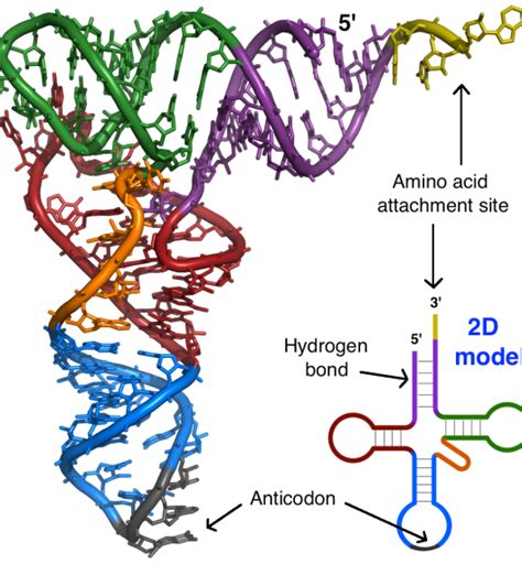 Codon Anticodon Relationship - Genetic Code - MCAT Content