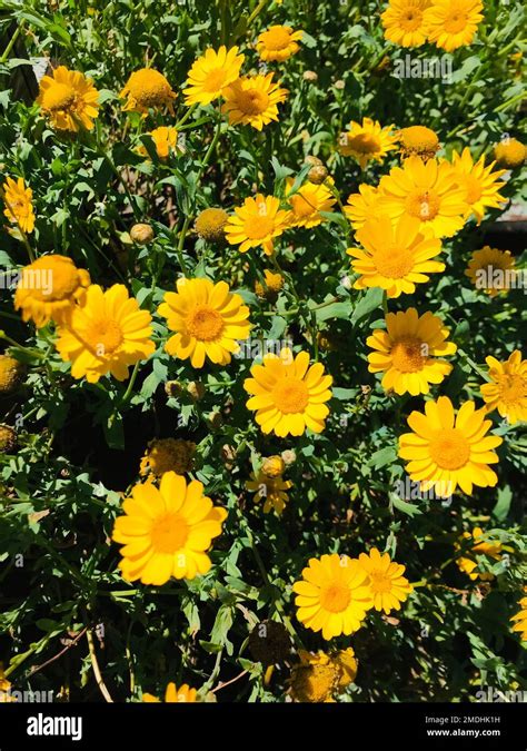 Beautiful Yellow Flowers In The Garden The Client Can Use This For