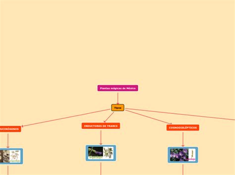 Plantas mágicas de México Mind Map