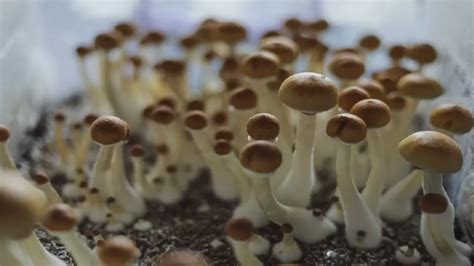 HOW TO HARVEST YOUR MAGIC MUSHROOMS FROM YOUR GROWKIT | 24High