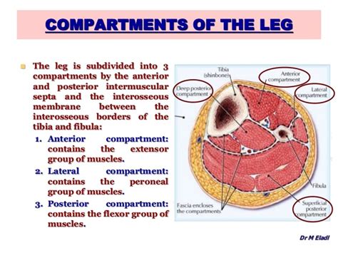 Anterior Compartment Of Leg