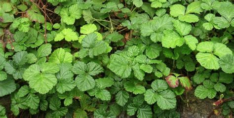 24 Best Edible Ground Covers For Shade Food Forest Living