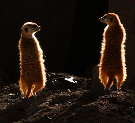 Beautiful Meerkats Rennett Stowe Flickr