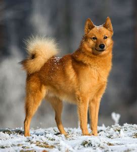 Finnish Spitz Dog Info | Characteristics | About Breed