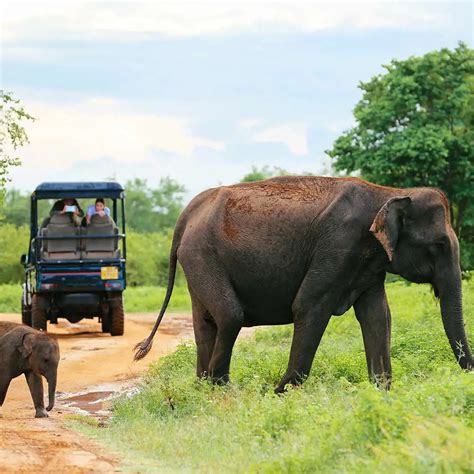 Udawalawe National Park Wildlife Safari From Hikkaduwa