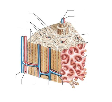 Bone diagram Diagram | Quizlet