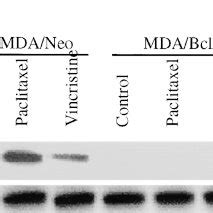 Bcl 2 Inhibits Paclitaxel Vincristine And Vinblastine Induced FasL