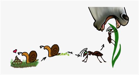 Dicrocoelium Dendriticum Life Cycle