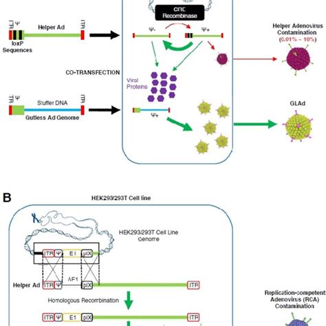 Three Generations Of Adenoviral Vectors The First Generation