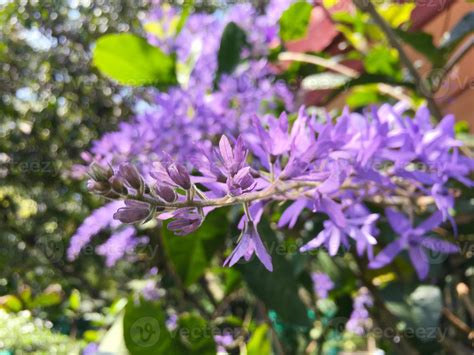 Blossom Purple Flower Of Sandpaper Vine Queens Wreath Purple Wreath