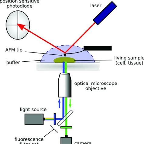 Schematic of the AFM – LM setup. The AFM is mounted on an inverted... | Download Scientific Diagram