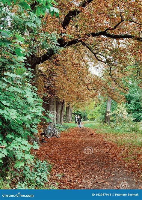 The Autumn Is Comming In The Forest Of Vincennes Small Forest In The