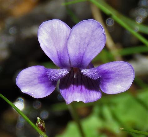 Pansies And Violets From Wolgan Valley NSW 2790 Australia On January