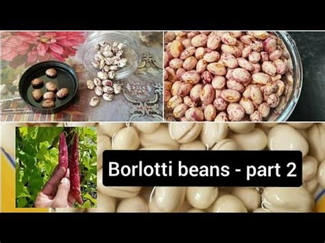 How To Prepare And Use Dried Borlotti Beans Allotment Growing