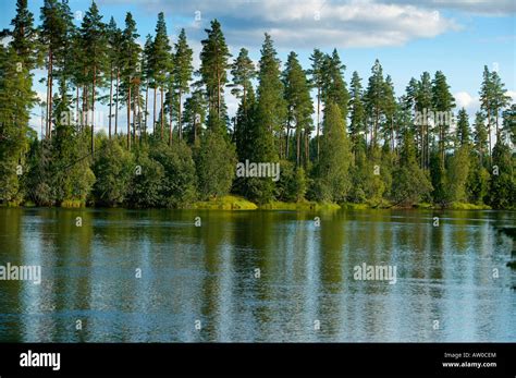 Pine Trees In Swedish Forest Sweden Stock Photo Alamy