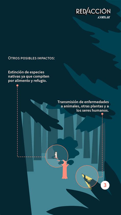 ¿plantar Millones De árboles Es La Solución Al Cambio Climático En Realidad No Es Tan Sencillo