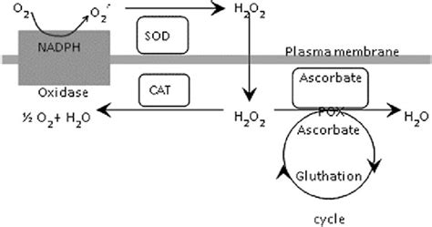 Main Enzymatic Mechanisms Of ROS Detoxification Described In Plants