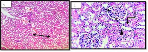 Figure From Effect Of Rosemary Extract On Some Internal Organs Of