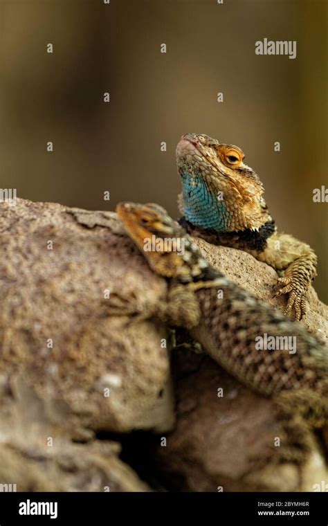 Two Lizards On The Rock Close Up Stock Photo Alamy