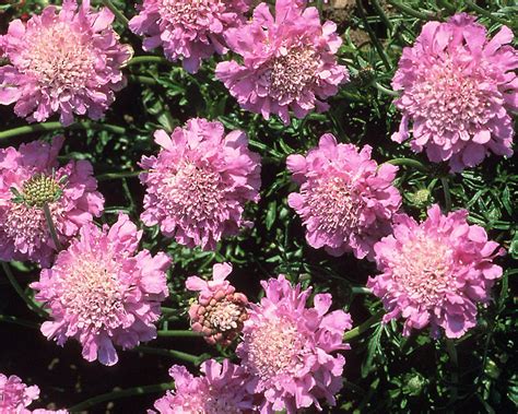 Scabiosa Pink Mist Bluestone Perennials