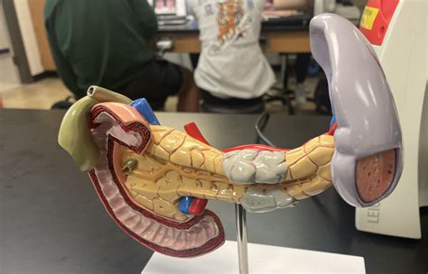 Lab Ex Duodenum Pancreas Model Diagram Quizlet