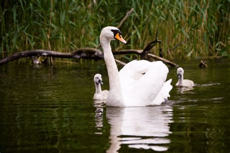 What Is A Group Of Swans Called Is It A Bevy Happy Birding