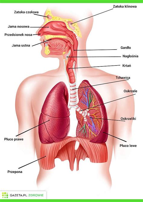 Rysunek Obraz Anatomia Czlowieka Rysunek Narzady Wewnetrzne