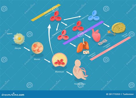 3d Isometric Flat Vector Conceptual Illustration Of Totipotent Cells