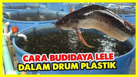 Cara Budidaya Lele Dalam Drum Plastik Youtube