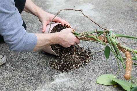 When and How to Repot Swiss Cheese Plants (Monstera)